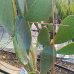 Opuntia ficus-indica (Opuncia) 'INDICA' - kont. C35L, výška 130-150 cm (-5°C)
